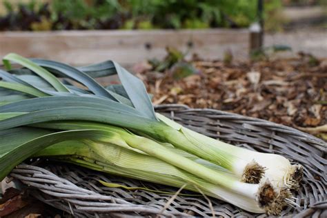 Pics of leeks