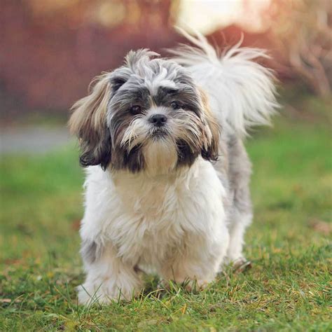 Pics of shih tzu dogs. Things To Know About Pics of shih tzu dogs. 