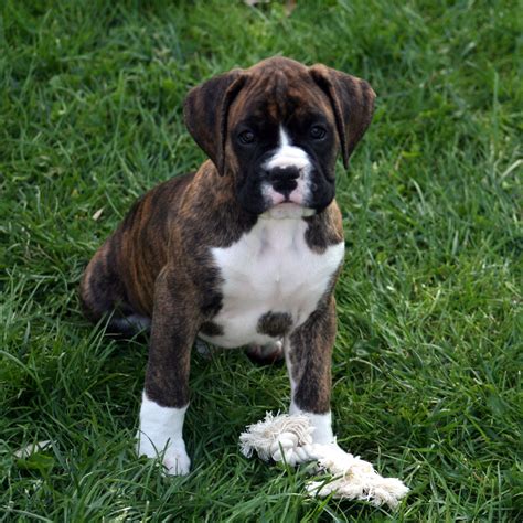 Picture Of Boxer Puppy