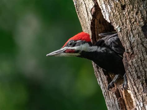 Picture of a young woodpecker.  Instead, This article will also provide picture...