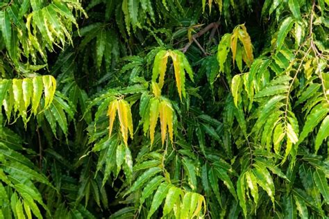 Picture of ashoka tree