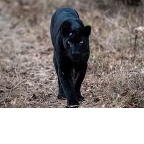 Picture of black tiger.  Thousands of new, high-quality animal leopard ...