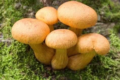 Picture of mushroom. Unfortunately, identifying mushrooms from just a picture and a brief description can be very difficult. Since there are so many factors to consider, I built this … 