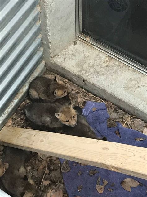 Pictures: Fox kits rescued from window well