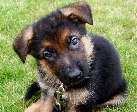 Pictures Of A Puppy German Shepherd