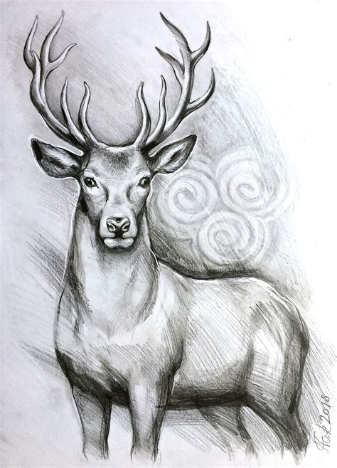 Pictures Of Deer Drawings