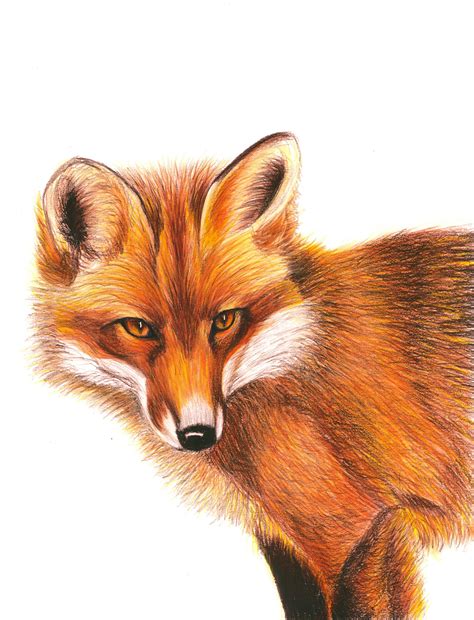 Pictures Of Foxes Drawings