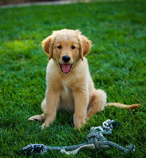 Pictures Of Golden Retrievers As Puppies