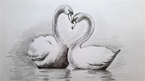 Pictures Of Swans To Draw