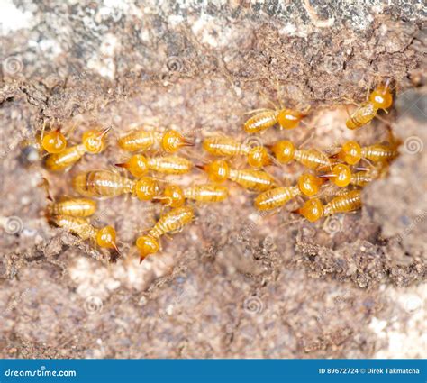 Pictures Of Termites And Ants Pictures, Images and Stock Photos