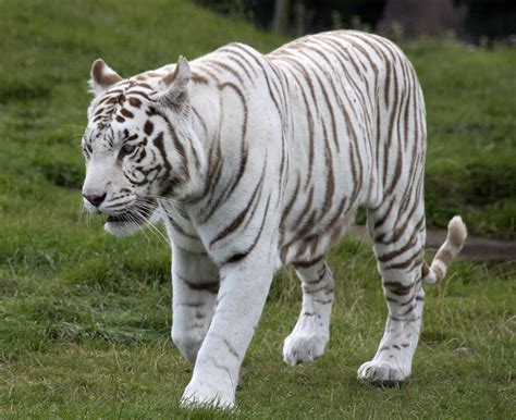 Pictures Of White Tigers