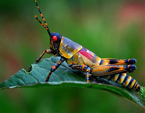 What it looks like: This invasive bug is large, as it can grow up to 2 centimeters long.“When you look at its abdomen from the top, just around where its wings are, you’ll see a marbled ....