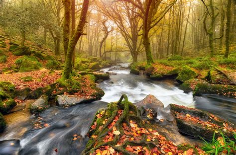 Pictures of Golitha Falls