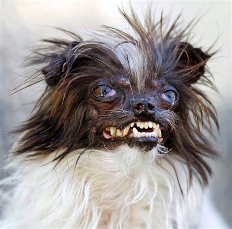 Pictures of a ugly dog. A bug-eyed, dreadlocked pooch called Scamp the Tramp took top honours on Friday at the 31st annual World's Ugliest Dog contest. Scamp beat out 18 other conte... 