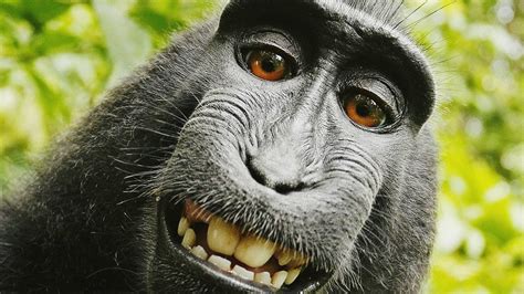 Pictures of a ugly monkey. Things To Know About Pictures of a ugly monkey. 