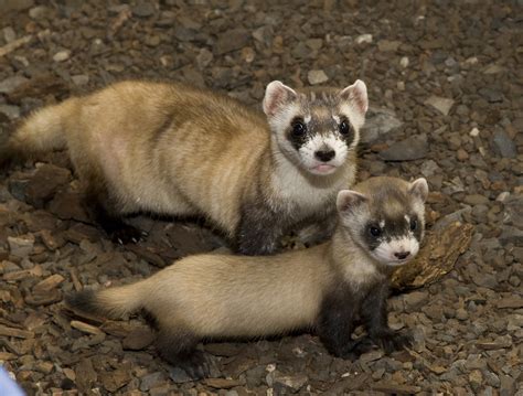 Pictures of black footed ferrets. About this Collection Pictures of some of the...