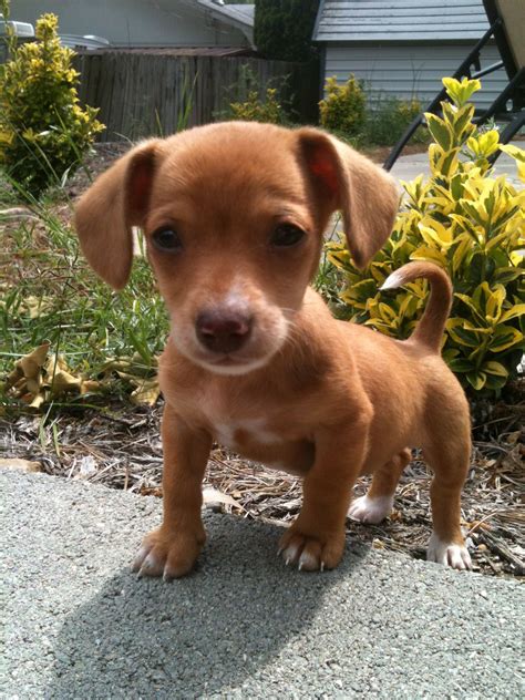 Mini Chiweenies come from the standard-sized Chihuahua breeding wi