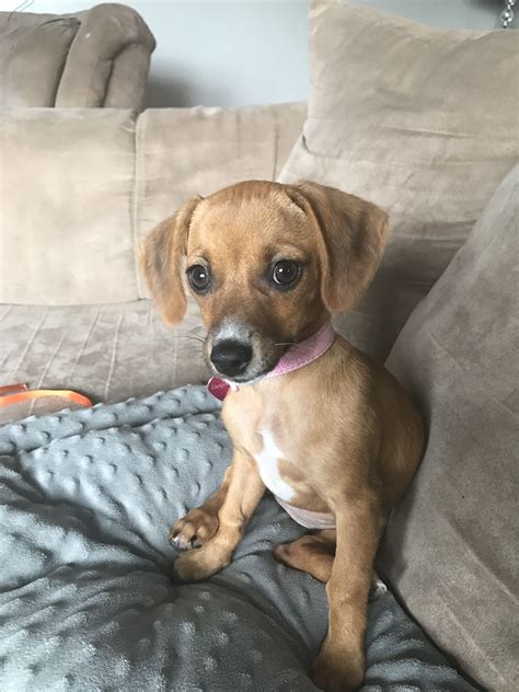 As a mix of Dachshund and Chihuahua, these hybrids pack a big personality inside of a small body. Owing to its purebred parents, the feisty Chiweenie will sport …. 