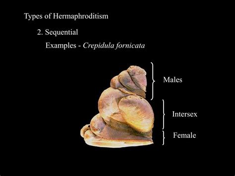 Pictures of hermaphroditism in humans. .  ...