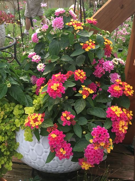 Pictures of lantana in containers. How to plant up spring containers. If using a container with a large drainage hole, place a few stones or broken terracotta (crocks) over it to stop the compost washing out. For other containers there’s no need to add crocks or gravel at the bottom. Fill the container with compost, leaving room to arrange the plants on the surface. 