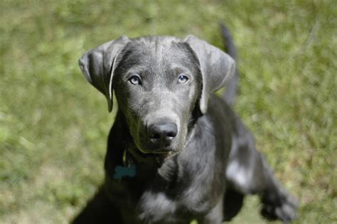 Lovely AKC Silver Labrador Retriever (RARE) Puppies Will Be Ready For There New Homes On 10/06/14 At 8 Weeks Old And... Pets and Animals Brickton 1,200 $ View pictures . 