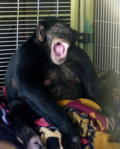 Pictures of travis the chimp. On October 21, 1995, Travis was born in the quaint town of Festus, Missouri. A zoo resembling the tiger sanctuaries depicted in Netflix’s Tiger King is located about 30 miles west of St. Louis at the Missouri Chimpanzee Sanctuary. The sanctuary’s purpose is to breed, raise, and occasionally sell these mammals to consumers around the nation. 