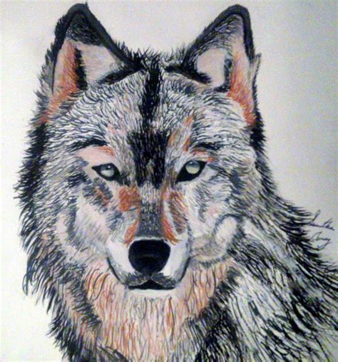 Pictures of wolf drawings. 