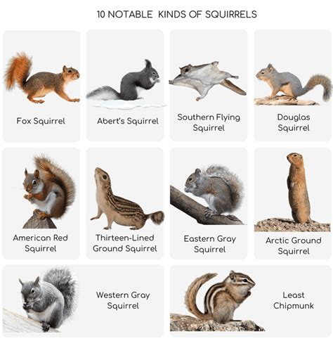 Pictures of young squirrels and ages.  Each entry highlights their identification tra...