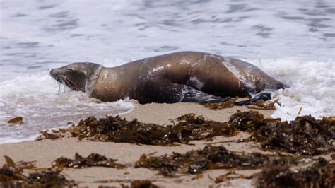 Piden no acercarse a los leones marinos infectados en las playas de Los Ángeles durante las celebraciones del 4 de julio