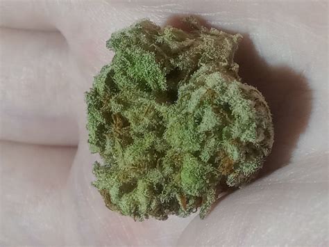 Key Lime Pie. Lineage: GSC (f.k.a Girl Scout C