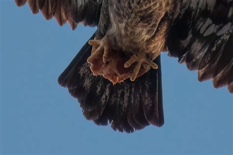 Pie in the Sky: Juvenile bald eagle snatches pizza slice in Connecticut