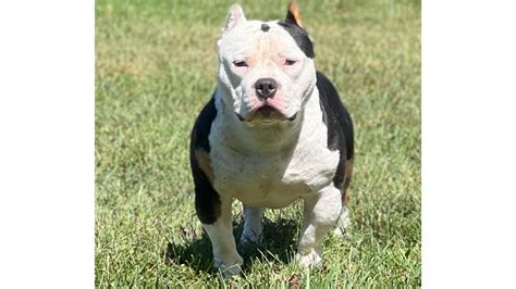 Piebald tri bully. A tri-colored American Bully is one that has three colors on their coat instead of the usual one or two coat colors. The tricolor pattern features three clear and separate – one base color, tan and white. The base color can be any of the range of American Bully coat colors including black, lilac, blue and chocolate. 