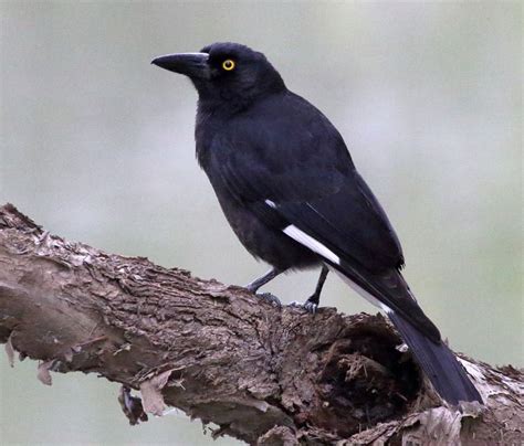 Pied Currawong - The Australian Museum