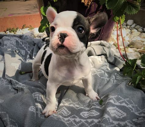 Pied French Bulldog Puppies For Sale
