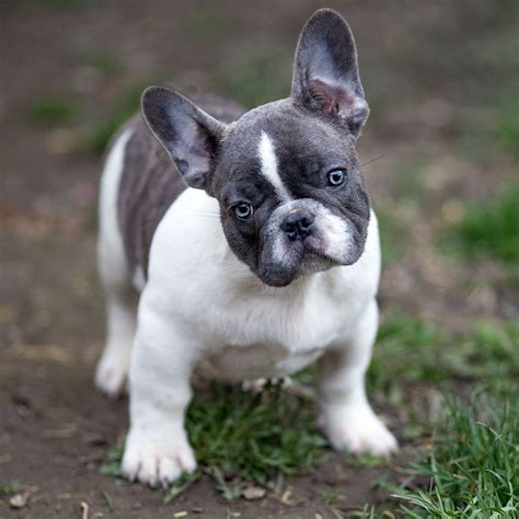 Pied french bulldog. Blue Fawn Pied French Bulldog. Pied Blue Fawn French Bulldogs display a patterned coat with patches of blue and fawn colors on a predominantly white background. The patches can be irregularly distributed, creating a visually striking coat pattern. Most Pied Frenchies have a ‘mask’ or ‘cap’ which is a colored … 
