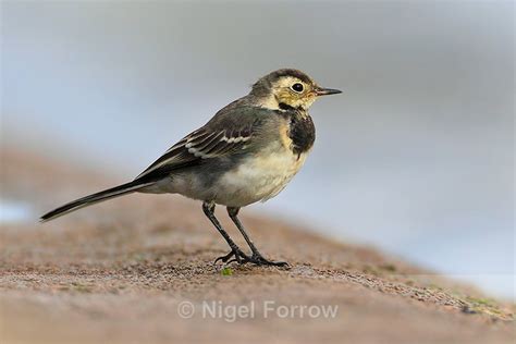 Pied or White Wagtail. UK BirdForum