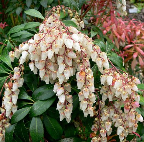 Pieris (plant) - Wikipedia