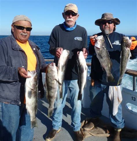 Pierpoint Landing Fish Counts 976-TUNA 976-TUNA Southern California Source from San Diego To San Francisco Fish Reports. Information includes fish counts, live audios, current schedules, and more! The Enterprise with 46 anglers on a 3/4 Day caught 230 sculpin, 169 whitefish, 48 bonito, 5 sheephead, 3 spanish jack, 3 calico bass, …. 