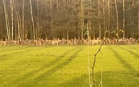 Pieter filmt enorme roedel herten op de Veluwe: hoeveel tel jij er ...