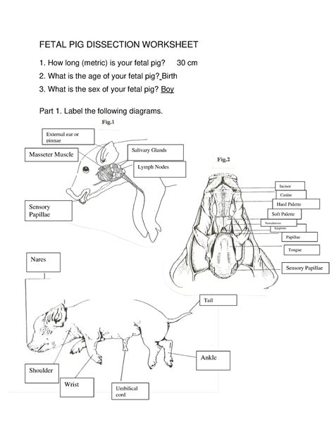 Pig Dissection Post Fetal Lab Answers Questions