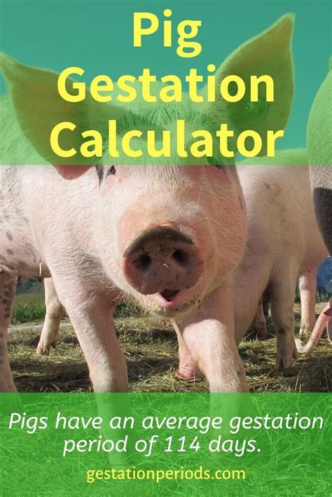 Pig Gestation Calculator - Pig Pregnancy Calculator