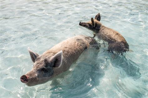 Pig Island Tours from Nassau - How to go Swimming