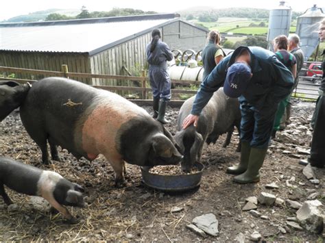 Pig Keeping? - Slow Food Ireland