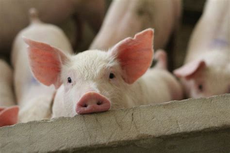 Pig kidney works a record 2 months in donated body, raising hope for animal-human transplants