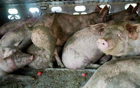Pig slaughter peta.  &ndash; This weekend, PETA&rsquo;s hyper-realistic &ldquo; Hell on Wheels ...