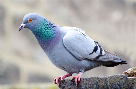 Pigeon D