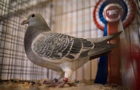 Pigeon near me. I have some afghan pigeons for sale Text me for info 416.710.6929. $40.00. Pure English Tippler pigeons. Aurora. Pure English Tipper pigeons They are amazing highflier Time of flying : up to 16 hours Each $40. $40.00. Classic old frills pigeons . London. All 2023 birds a few left, $40 each no delivery and yes available... 