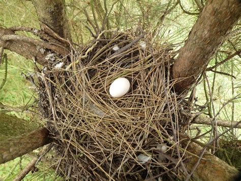 Pigeon nest. Things To Know About Pigeon nest. 