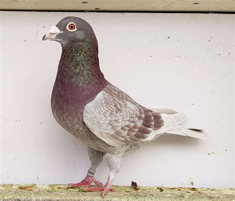 PigeonAuctions.com - Auction 75398