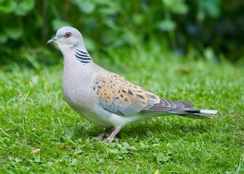 Pigeons and doves The Wildlife Trusts